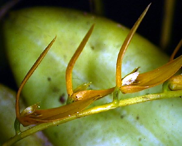pleurothallis_3_panacocha.jpg