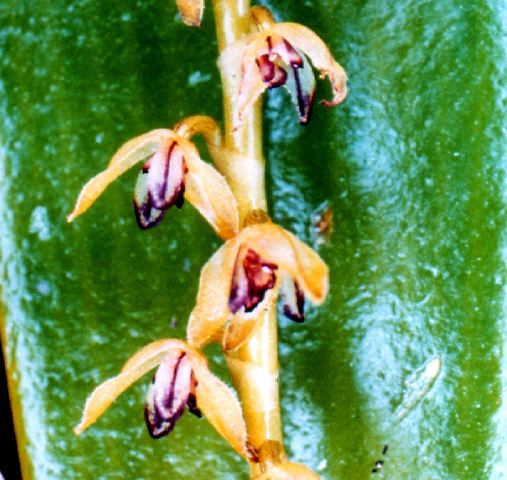 pleurothallis_sclerophylla1.jpg