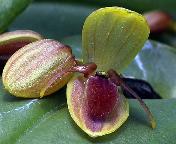 pleurothallis_sp._112_vialo.jpg