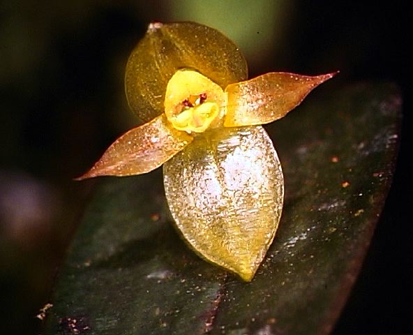 pleurothallis_sp._3.jpg