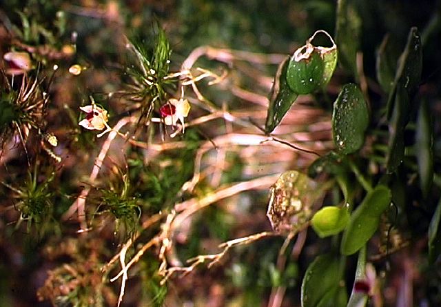 pleurothallis_sp._5.jpg