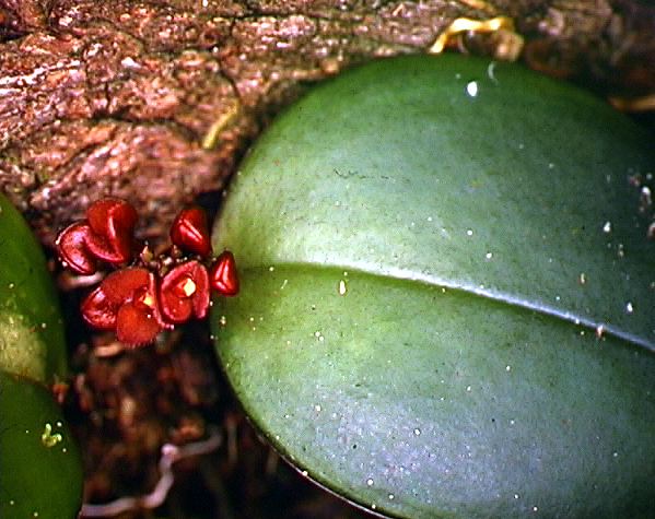 pleurothallis_sp._6.jpg