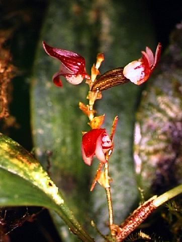 pleurothallis_sp._8.jpg