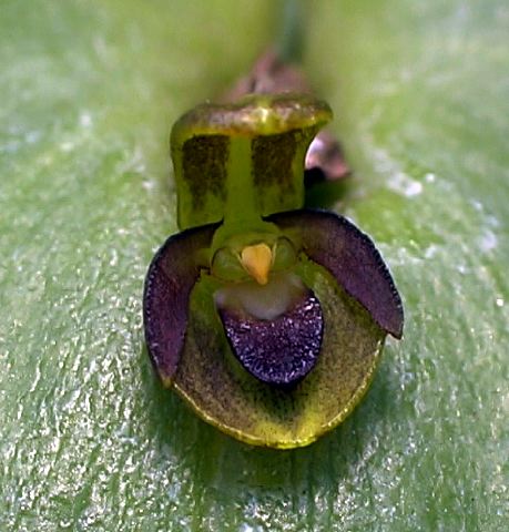 pleurothallis_sp._97_vialor.jpg