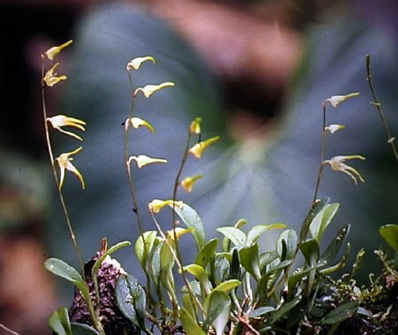 pleurothallis_sp.__.jpg
