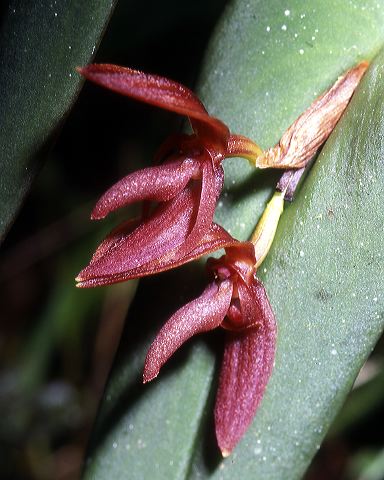 pleurothallis_sp._cosanga_9.jpg
