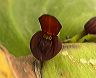 pleurothallis_38_cu