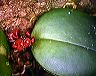 pleurothallis_sp._6