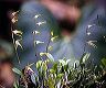 pleurothallis_sp.__