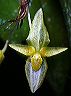 pleurothallis_yellow_mindo_