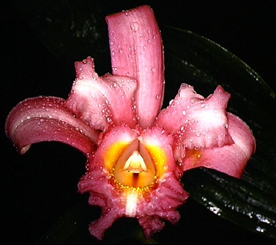 sobralia___ecuadoriensis.jpg