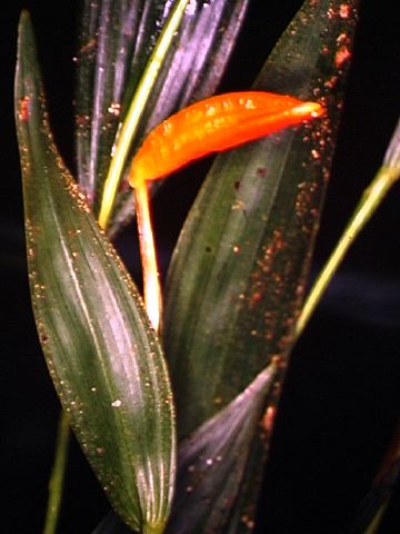 sobralia_crocea.jpg