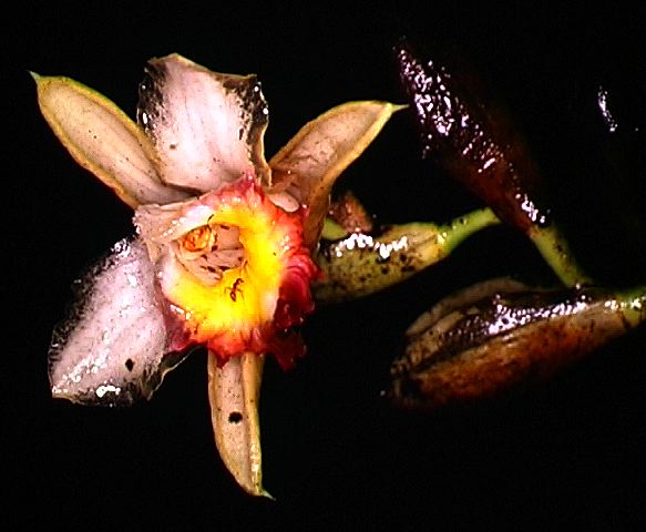 sobralia_speciosa.jpg