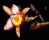 sobralia_speciosa