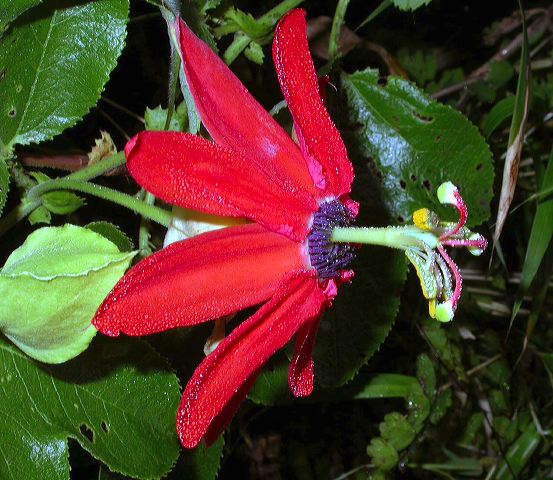 passiflora.jpg