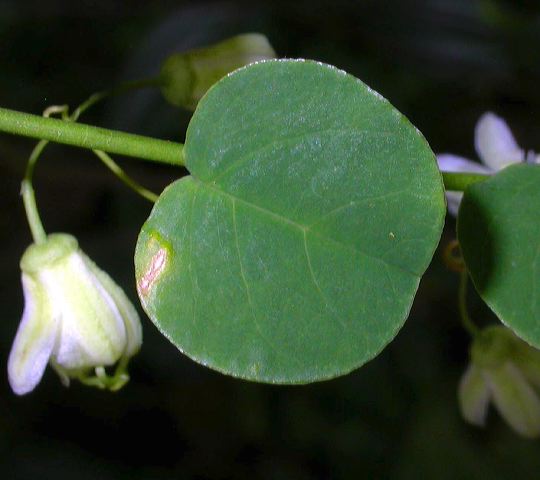 passiflora_1.jpg