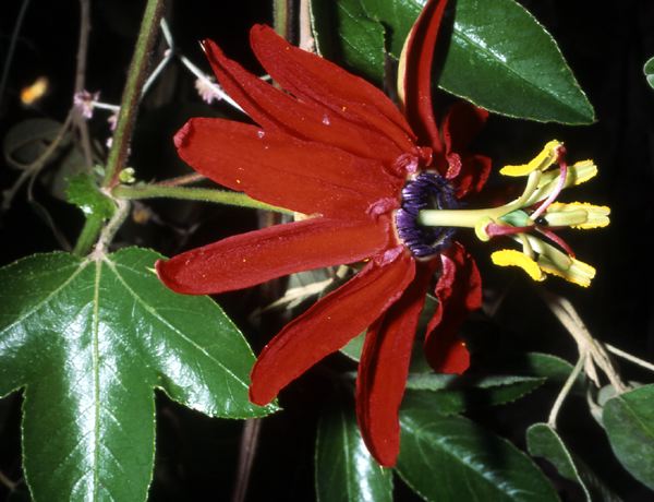 passiflora_1_nqa.jpg