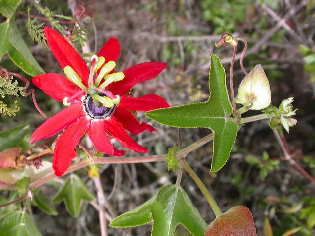passiflora_manicata_j_32a9f.jpg