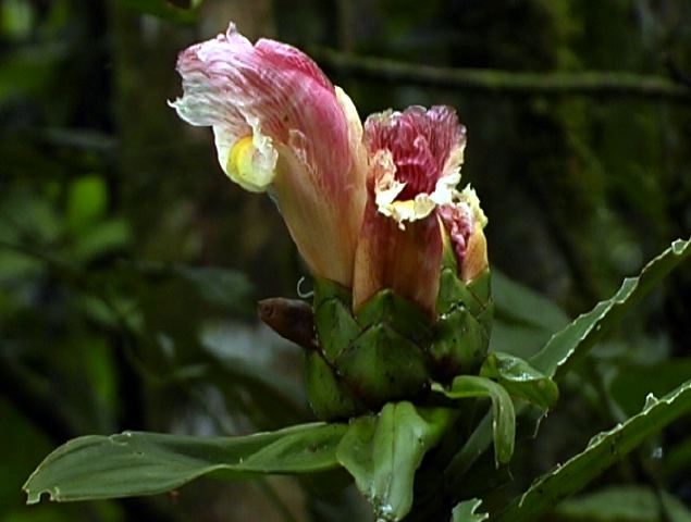 costus_sp..jpg