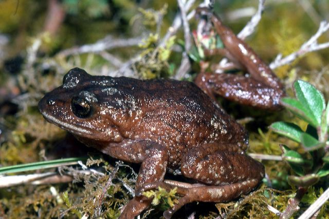 e._cryophilius.jpg