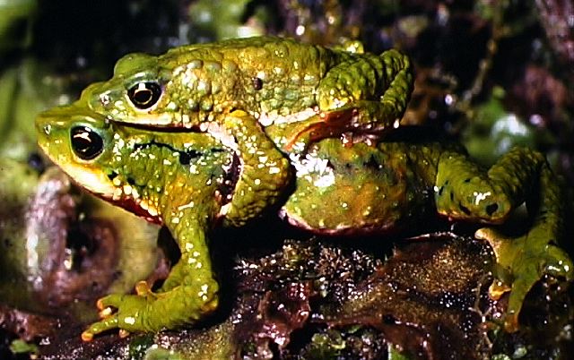 atelopus_juval_pair.jpg