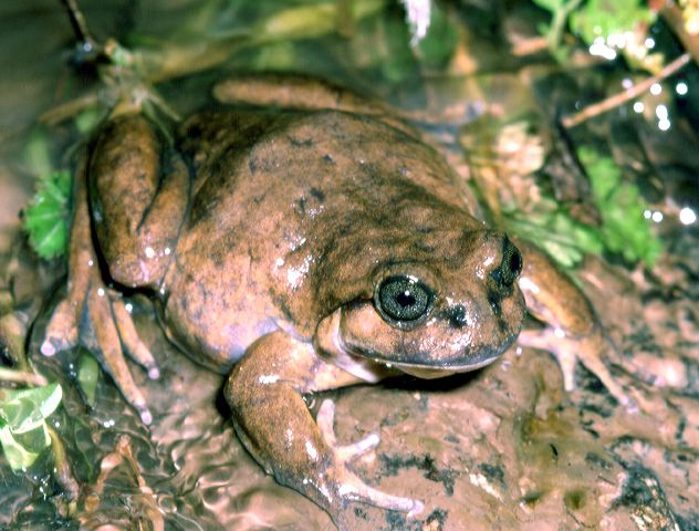 telmatobius.jpg