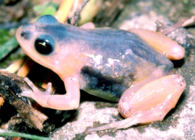 c._vertebralis_albino.jpg