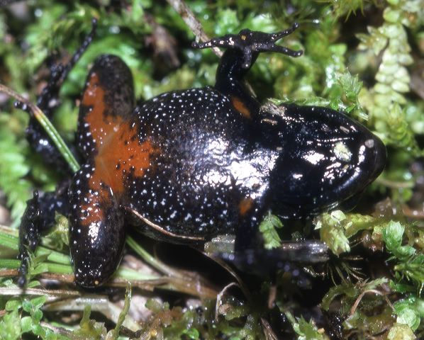 c_anthracinus.jpg