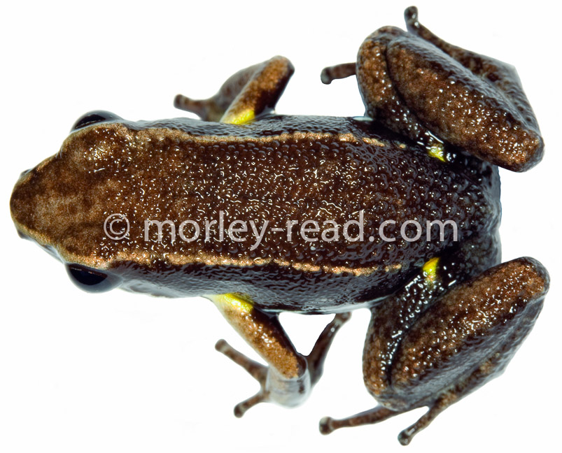 Allobates sp. 