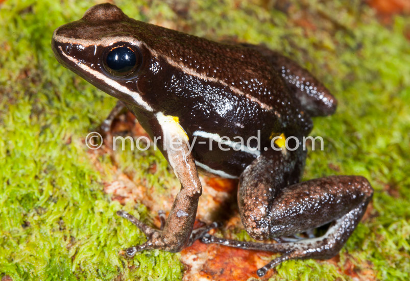 Allobates sp. 