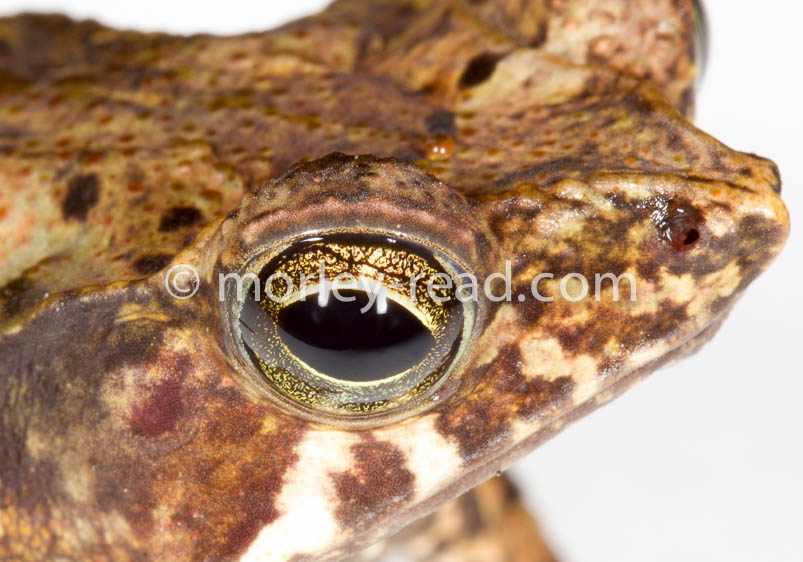 Rhinella margaritifera