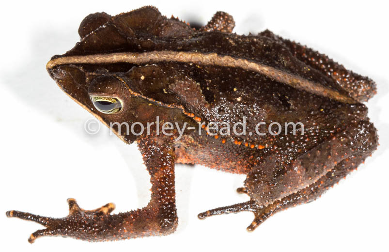 Rhinella margaritifera