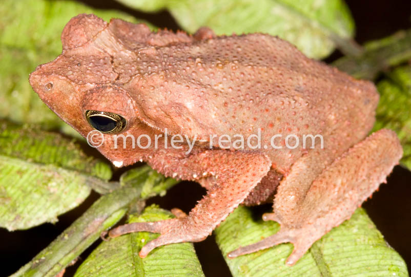 Rhinella margaritifera