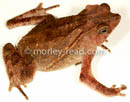 Rhinella margaritifera