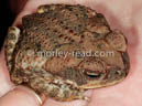 Rhinella marina