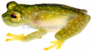 Hyalinobatrachium munozorum