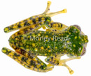 Nymphargus mariae