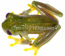 Rulyrana flavopicta