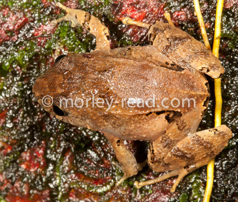 Hypodactylus nigrovittatus