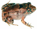 Hypodactylus nigrovittatus