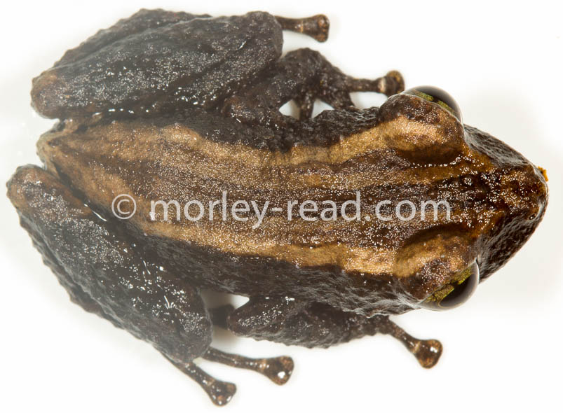 Pristimantis altamazonicus