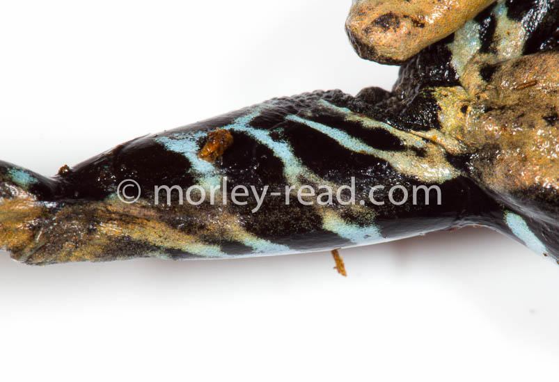 Pristimantis altamazonicus