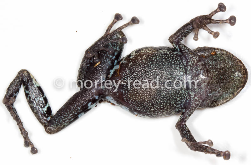 Pristimantis altamazonicus