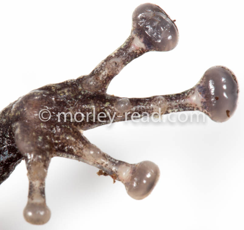 Pristimantis altamazonicus