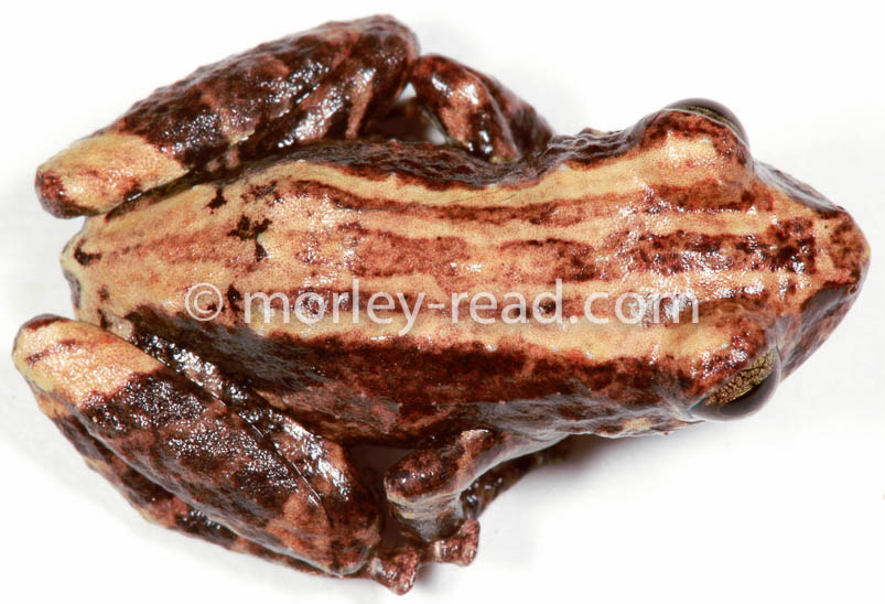 Pristimantis altamazonicus