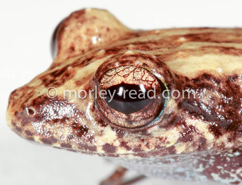 Pristimantis altamazonicus