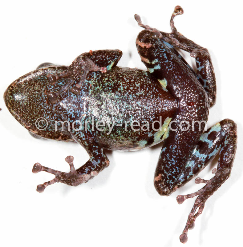 Pristimantis altamazonicus