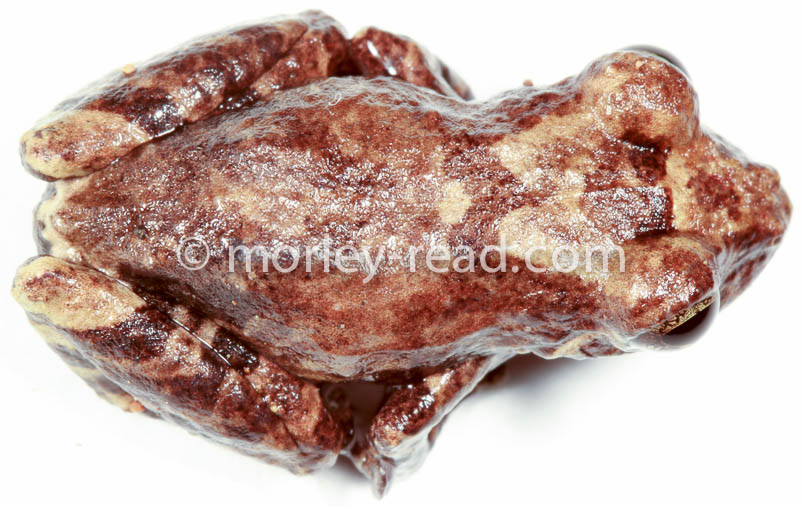 Pristimantis altamazonicus