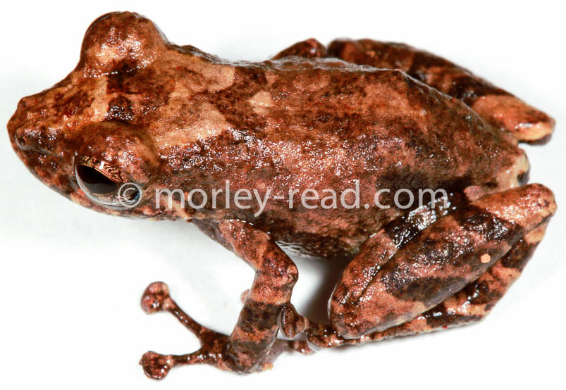 Pristimantis altamazonicus