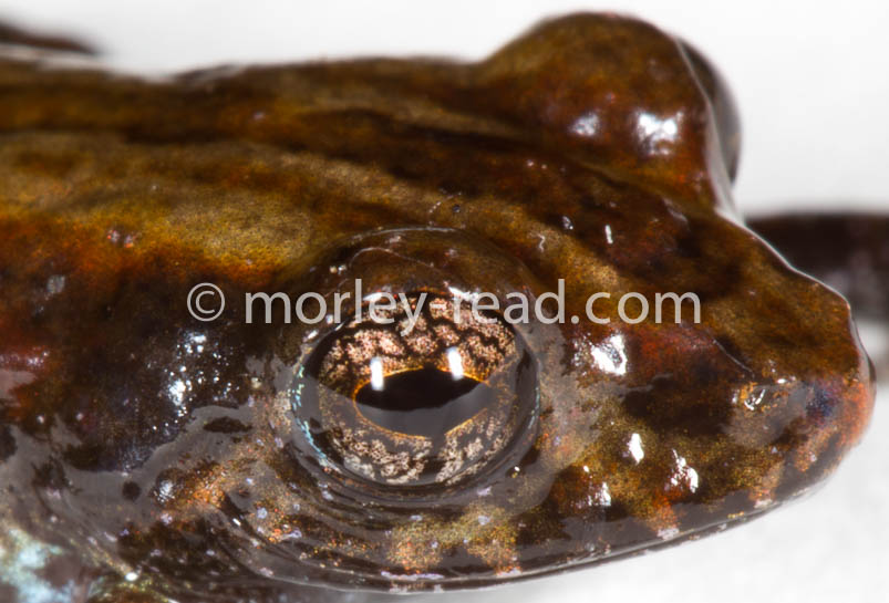 Pristimantis altamazonicus